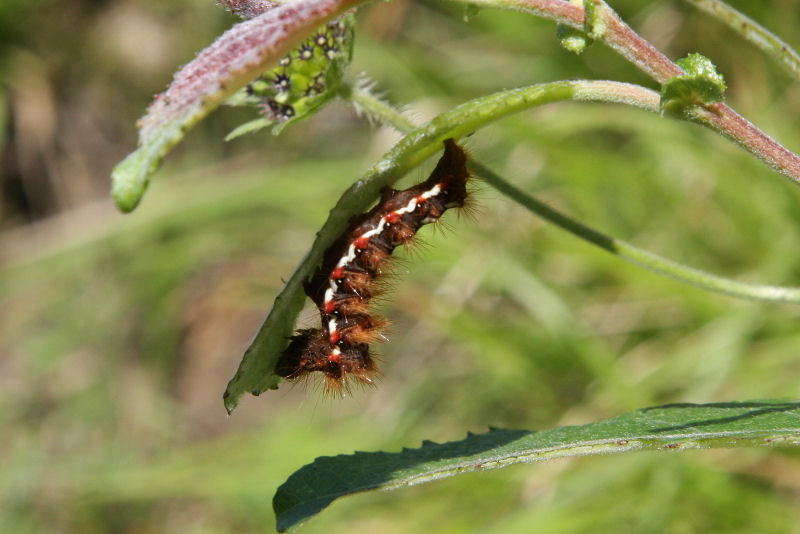 identificazione bruchi